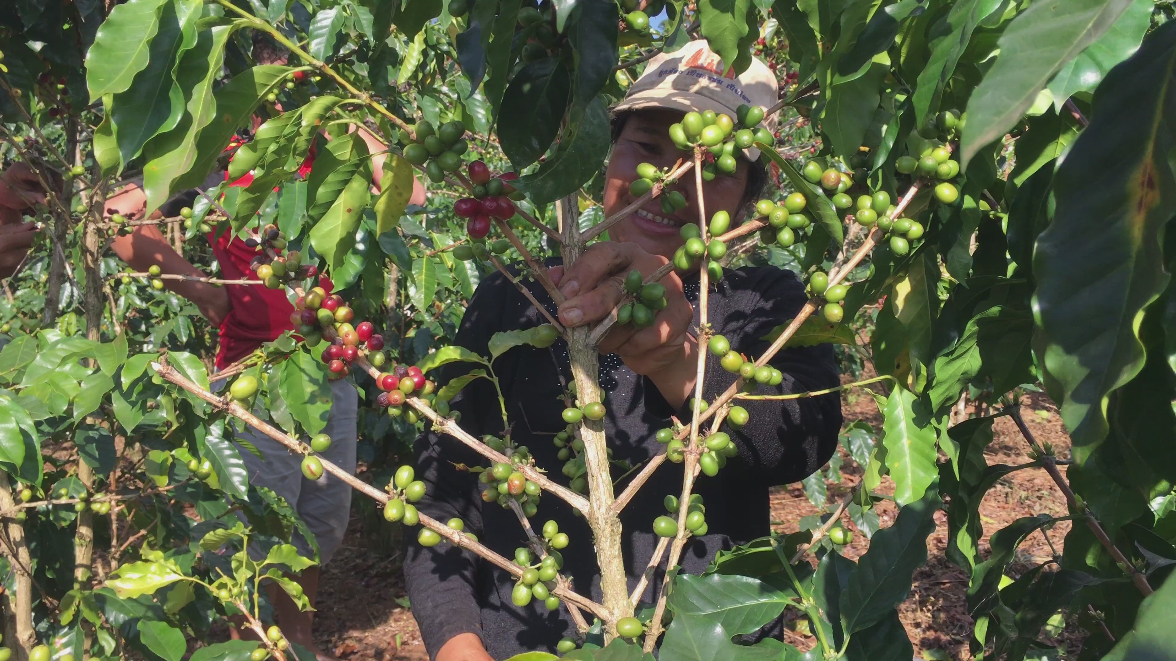 Charger la vidéo : 